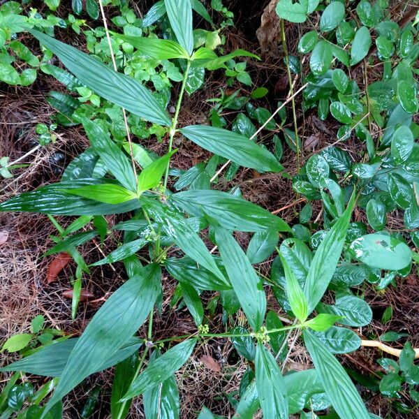 Spermacoce ocymifolia Hábitos