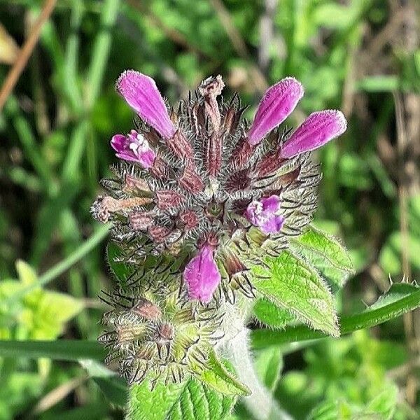 Clinopodium vulgare Blüte