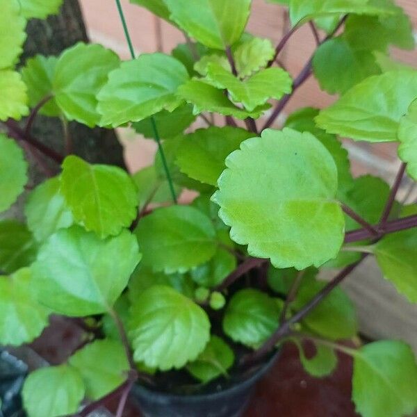 Plectranthus verticillatus برگ