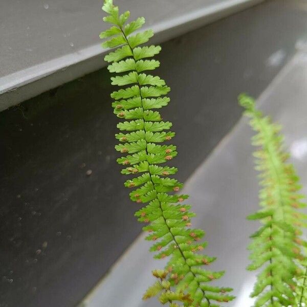 Adiantum caudatum Leaf