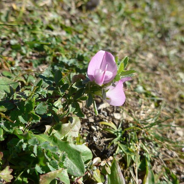 Ononis spinosa Flower