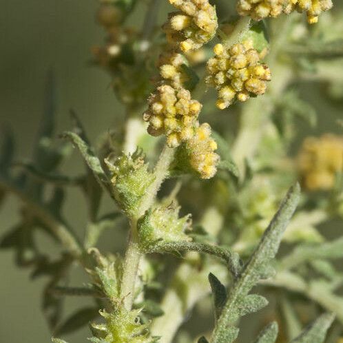 Ambrosia confertiflora Blodyn