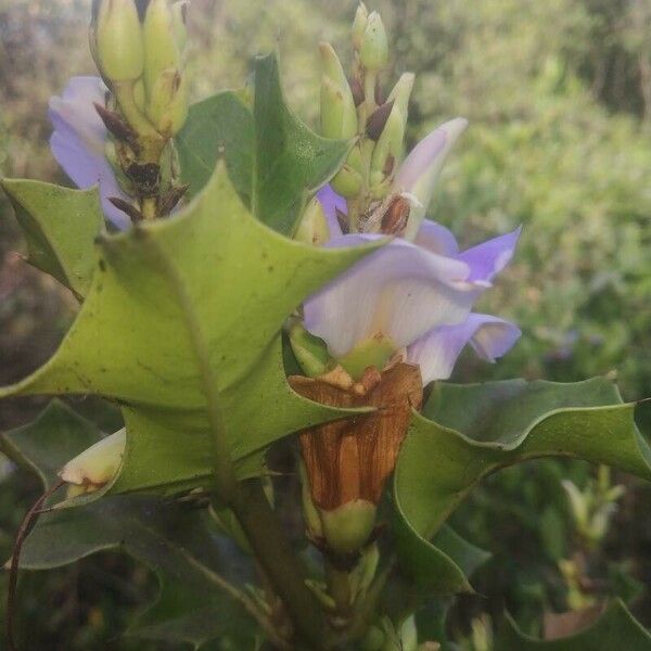 Acanthus ilicifolius Flor