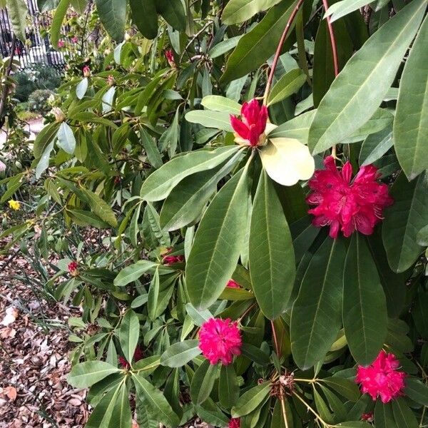 Rhododendron arboreum Листок
