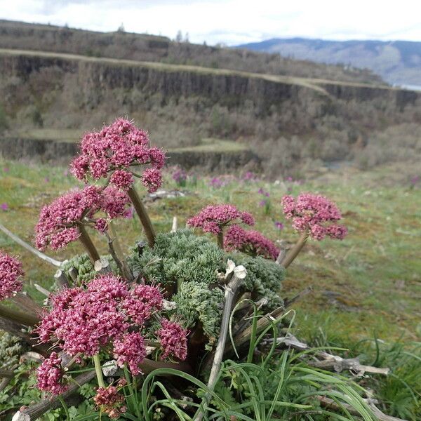 Lomatium columbianum Kvet