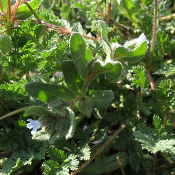 Nonea micrantha Leaf