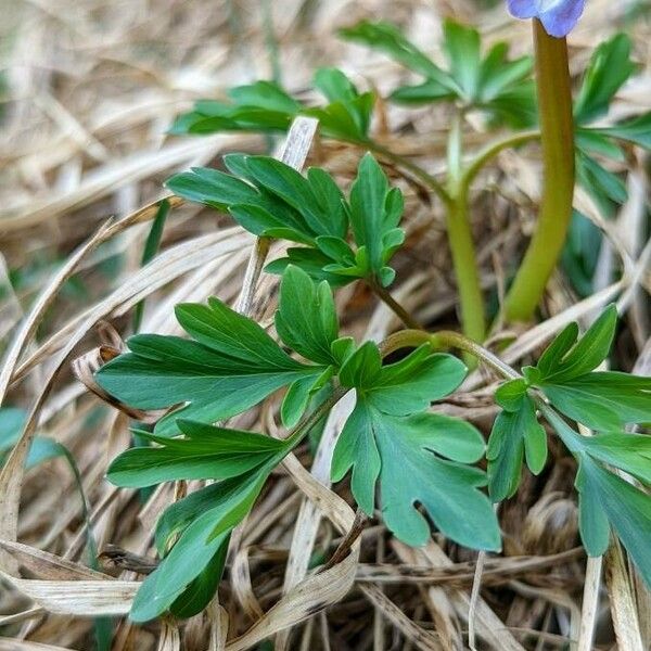 Corydalis cava Leaf