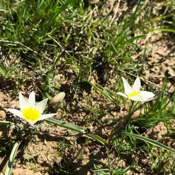 Tulipa biflora Blüte