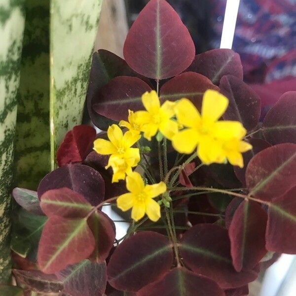 Oxalis hedysaroides