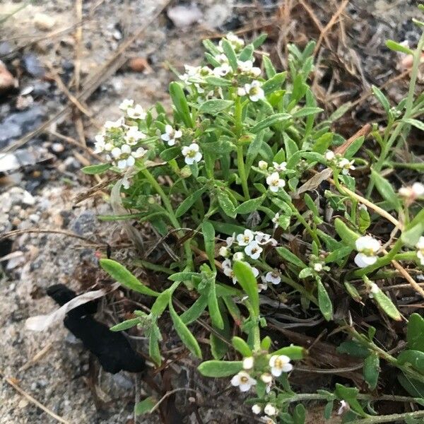 Lobularia maritima 花