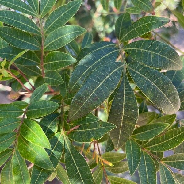 Schinus terebinthifolia Blad