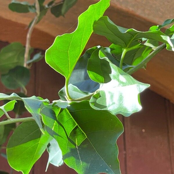 Bougainvillea × buttiana Levél