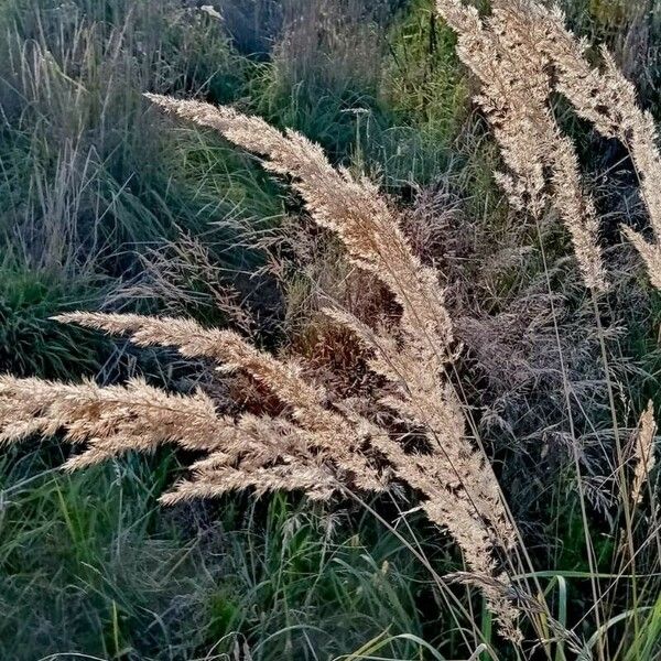 Calamagrostis epigejos Fruit