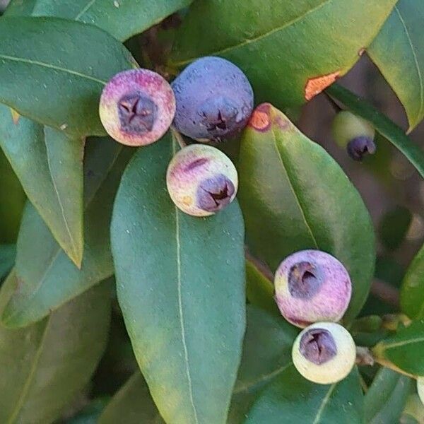 Myrtus communis Fruit