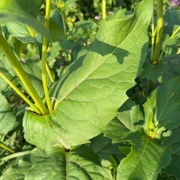 Silphium perfoliatum 葉