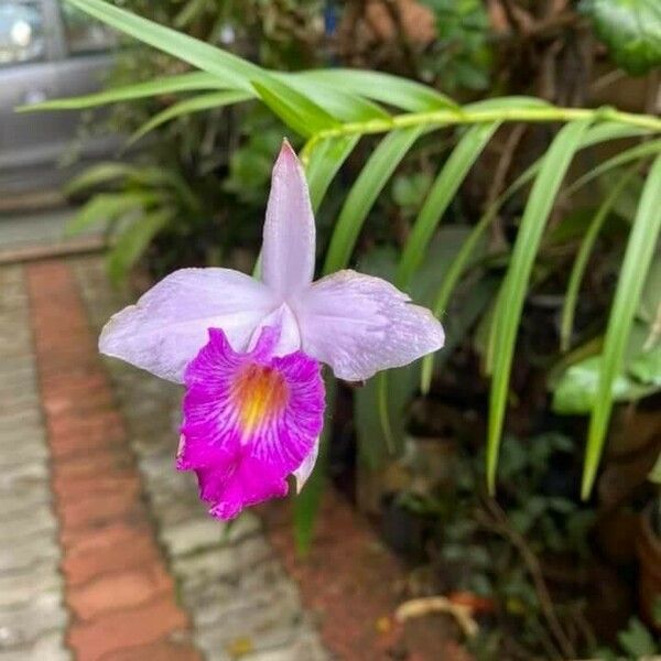 Arundina graminifolia Flor