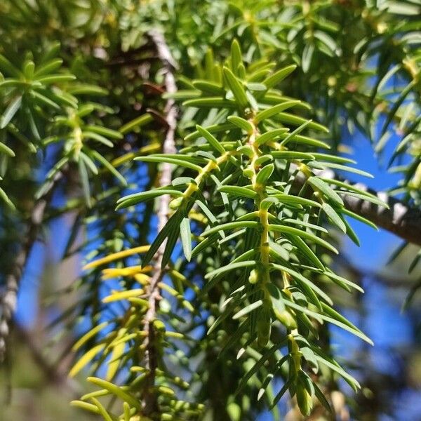 Juniperus cedrus Hoja