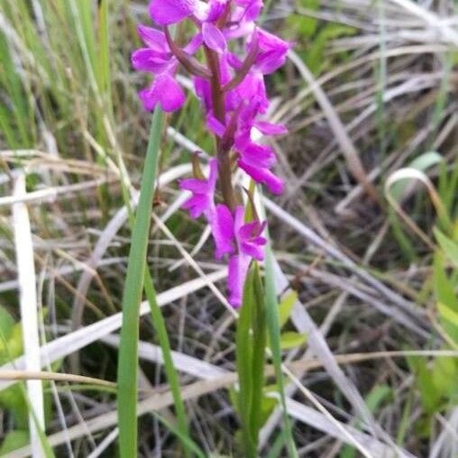 Anacamptis palustris Flor