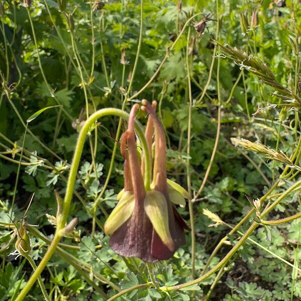 Aquilegia viridiflora Цветок