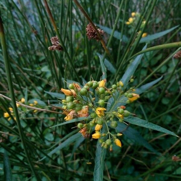 Lysimachia vulgaris Кветка