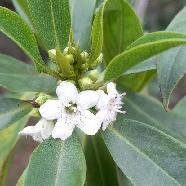 Myoporum laetum Lorea