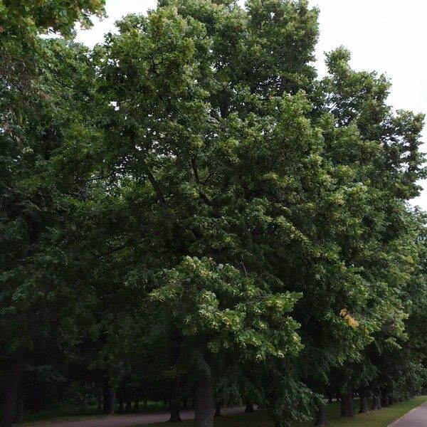 Tilia cordata 整株植物