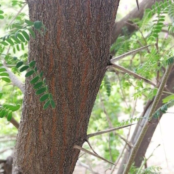 Acacia farnesiana Bark