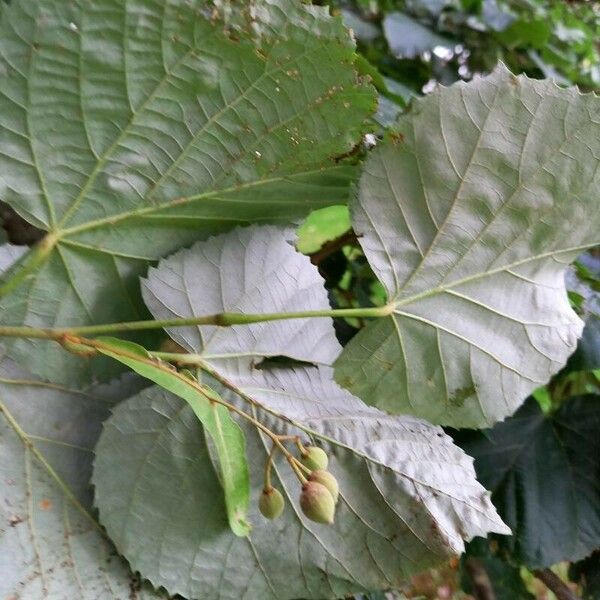 Tilia tomentosa Leaf