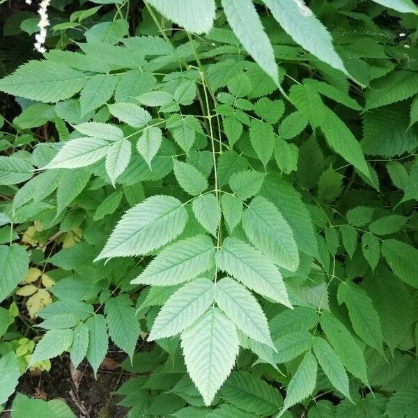 Aruncus dioicus Blad