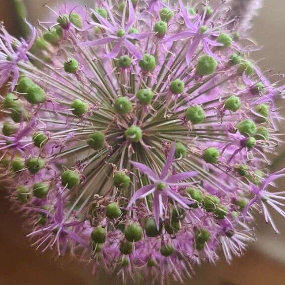 Allium nigrum Floro