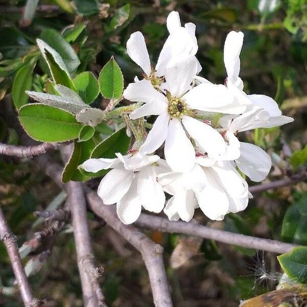 Amelanchier ovalis 花