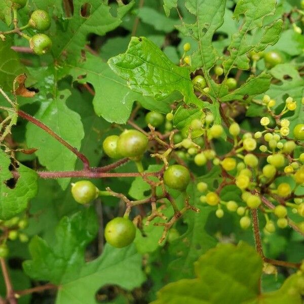 Vitis aestivalis 果實