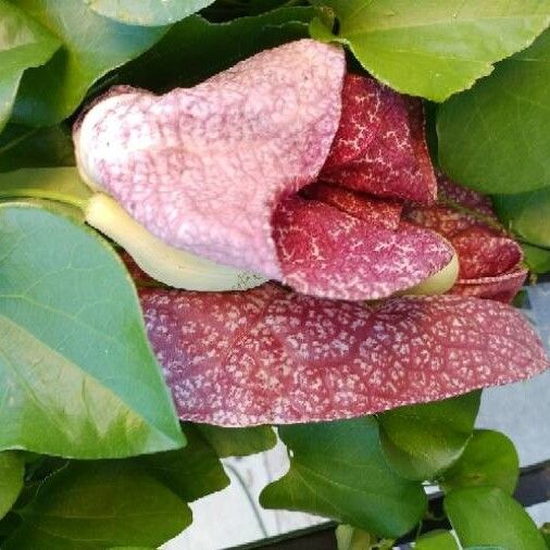 Aristolochia littoralis Leaf