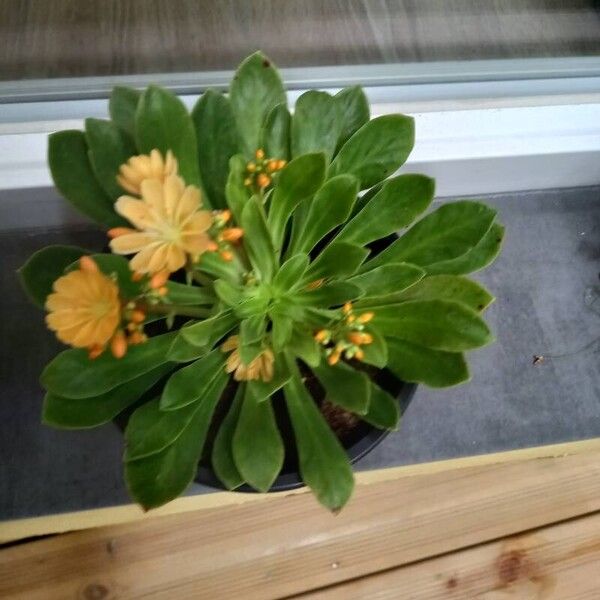 Lewisia cotyledon 花