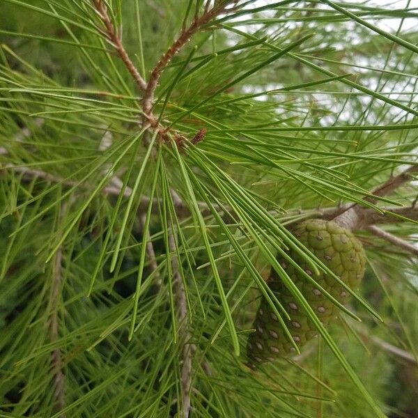 Pinus halepensis 葉