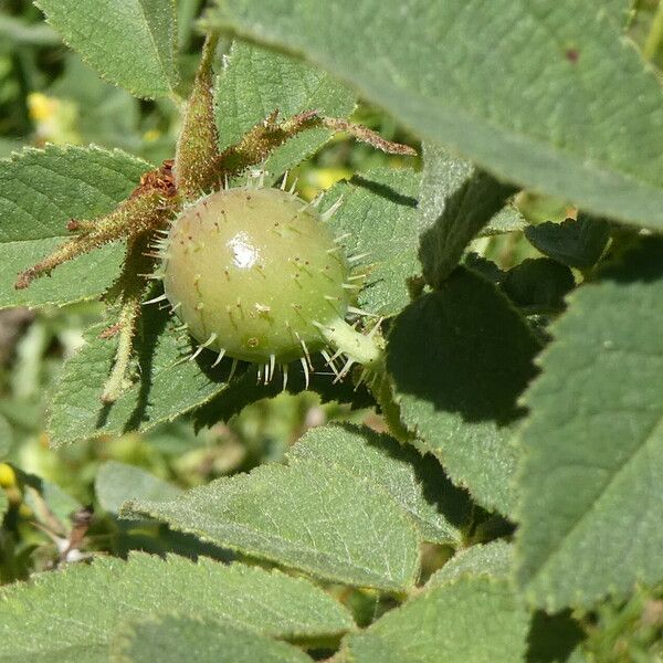 Rosa villosa Frukt