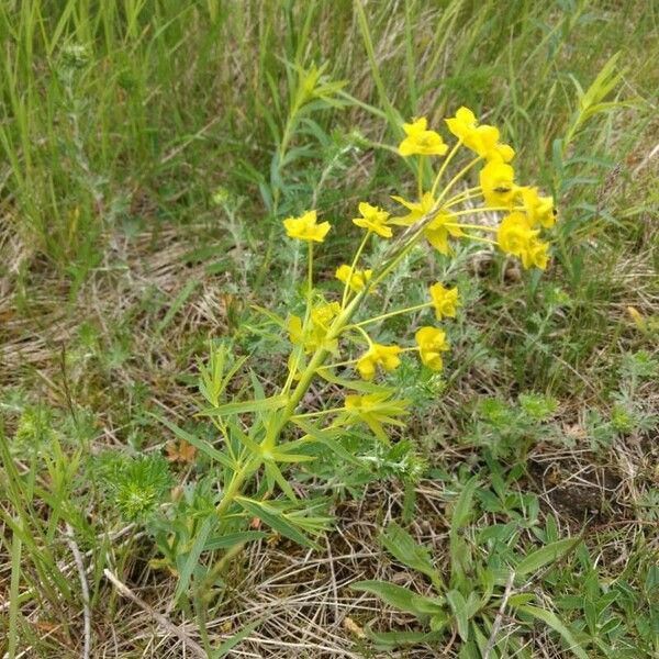 Euphorbia esula 花