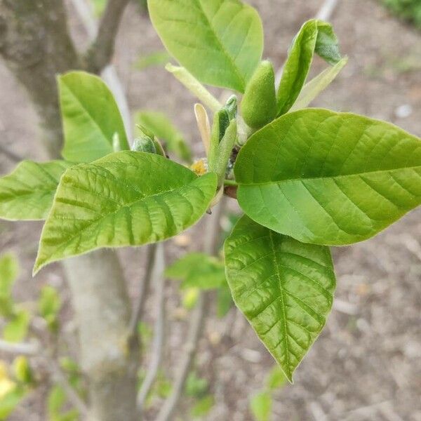 Magnolia acuminata List