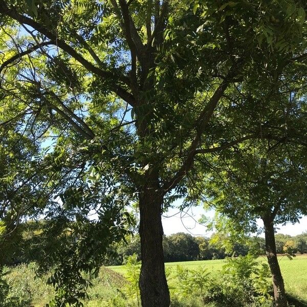 Carya illinoinensis Habit