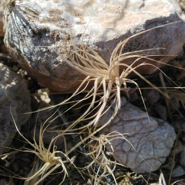 Bromus madritensis Fruit