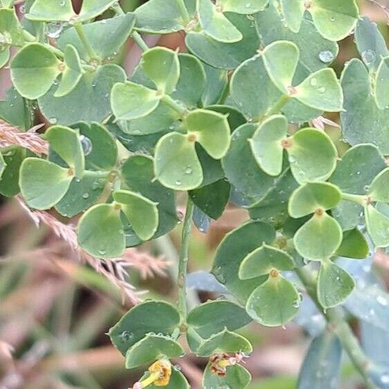 Euphorbia seguieriana Folio