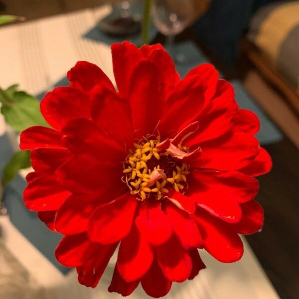 Zinnia elegans Flower