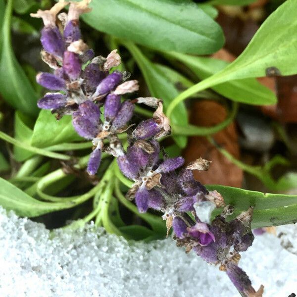 Lavandula angustifolia Blüte