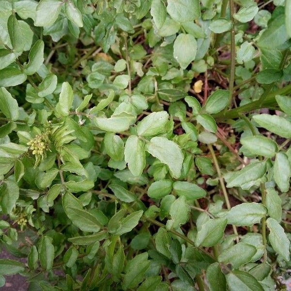 Nasturtium officinale पत्ता