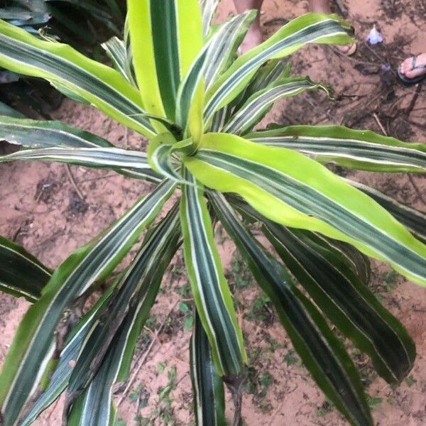 Dracaena fragrans Deilen