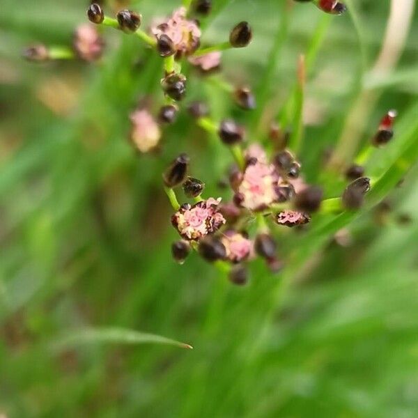 Juncus gerardi Fiore