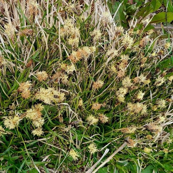 Carex caryophyllea 花