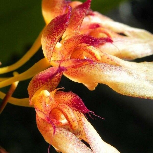 Bulbophyllum longiflorum പുഷ്പം