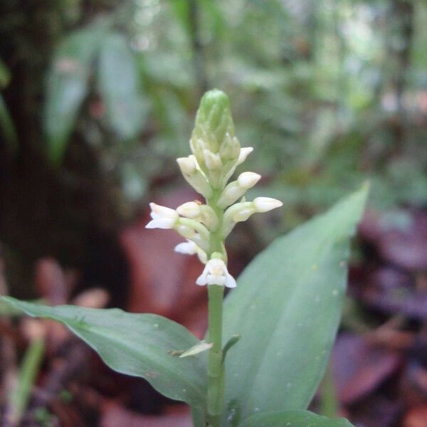 Aspidogyne querceticola Квітка