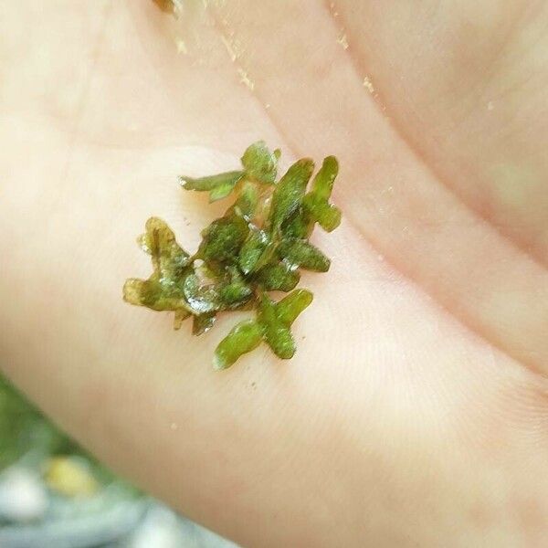 Lemna trisulca Leaf